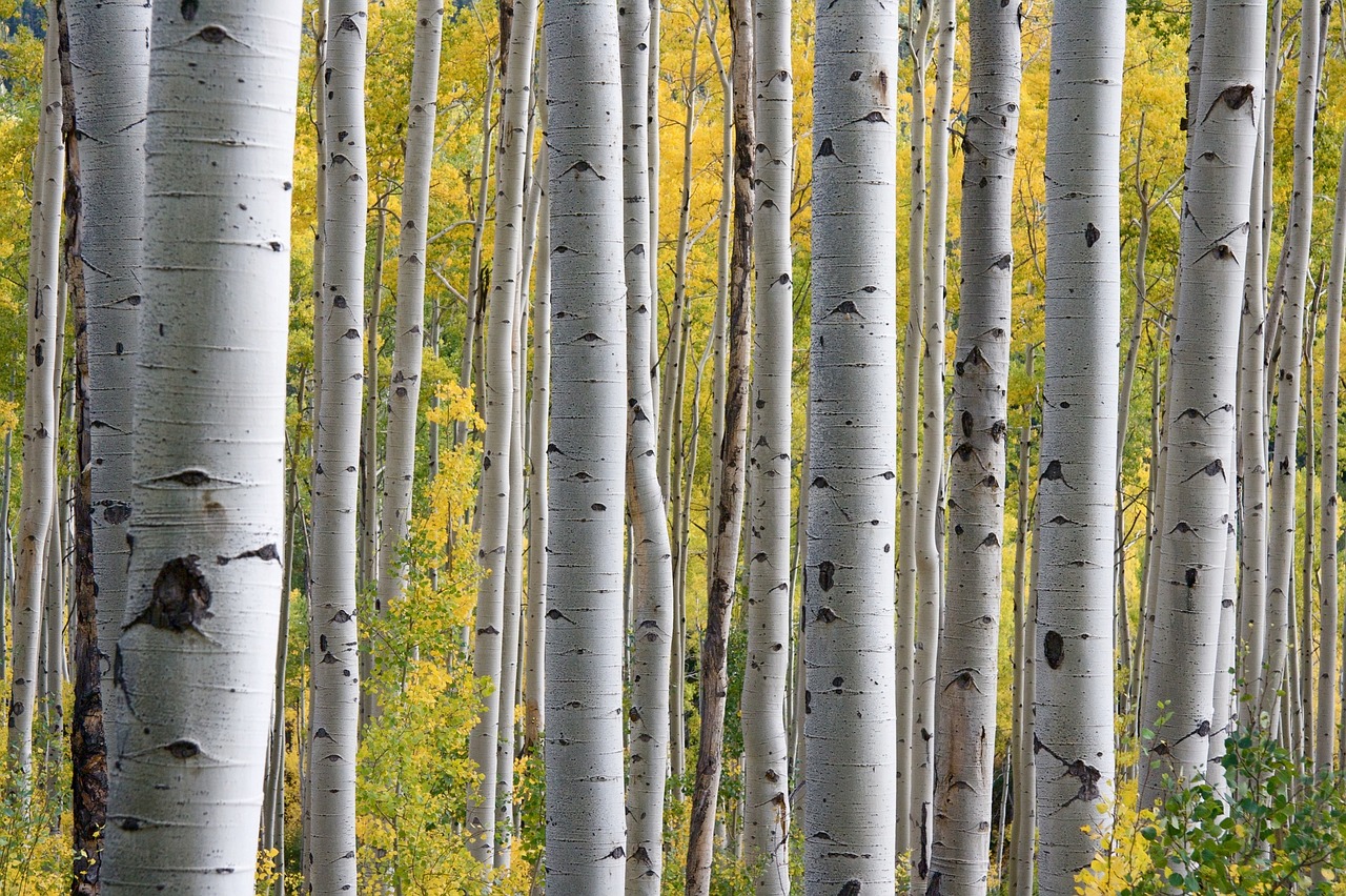 alberi riciclo economia circolare