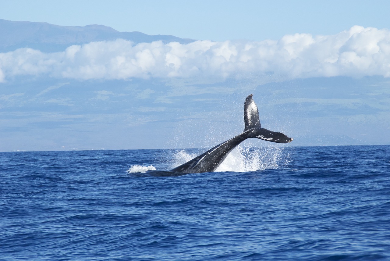 Mare da proteggere: cetacei e coralli sotto osservazione nel