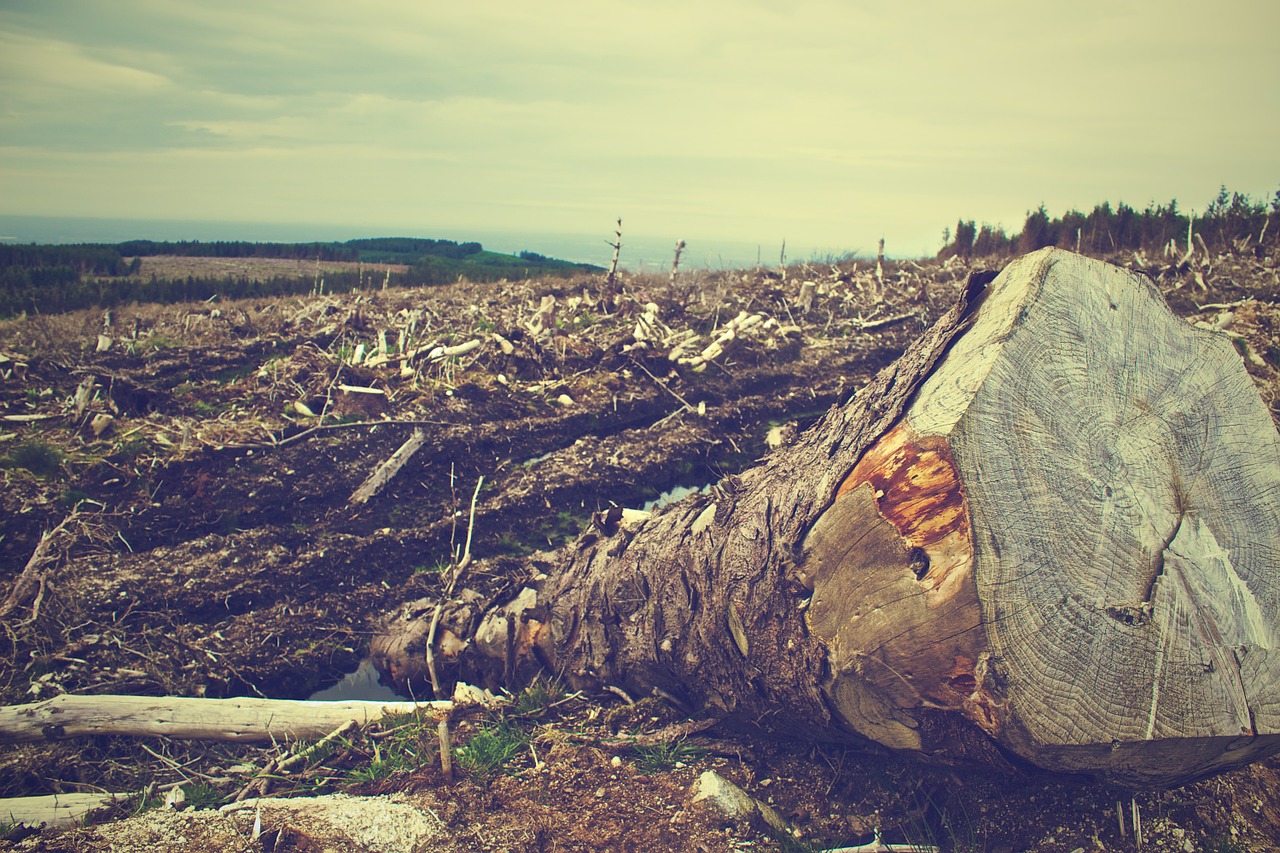 deforestazione