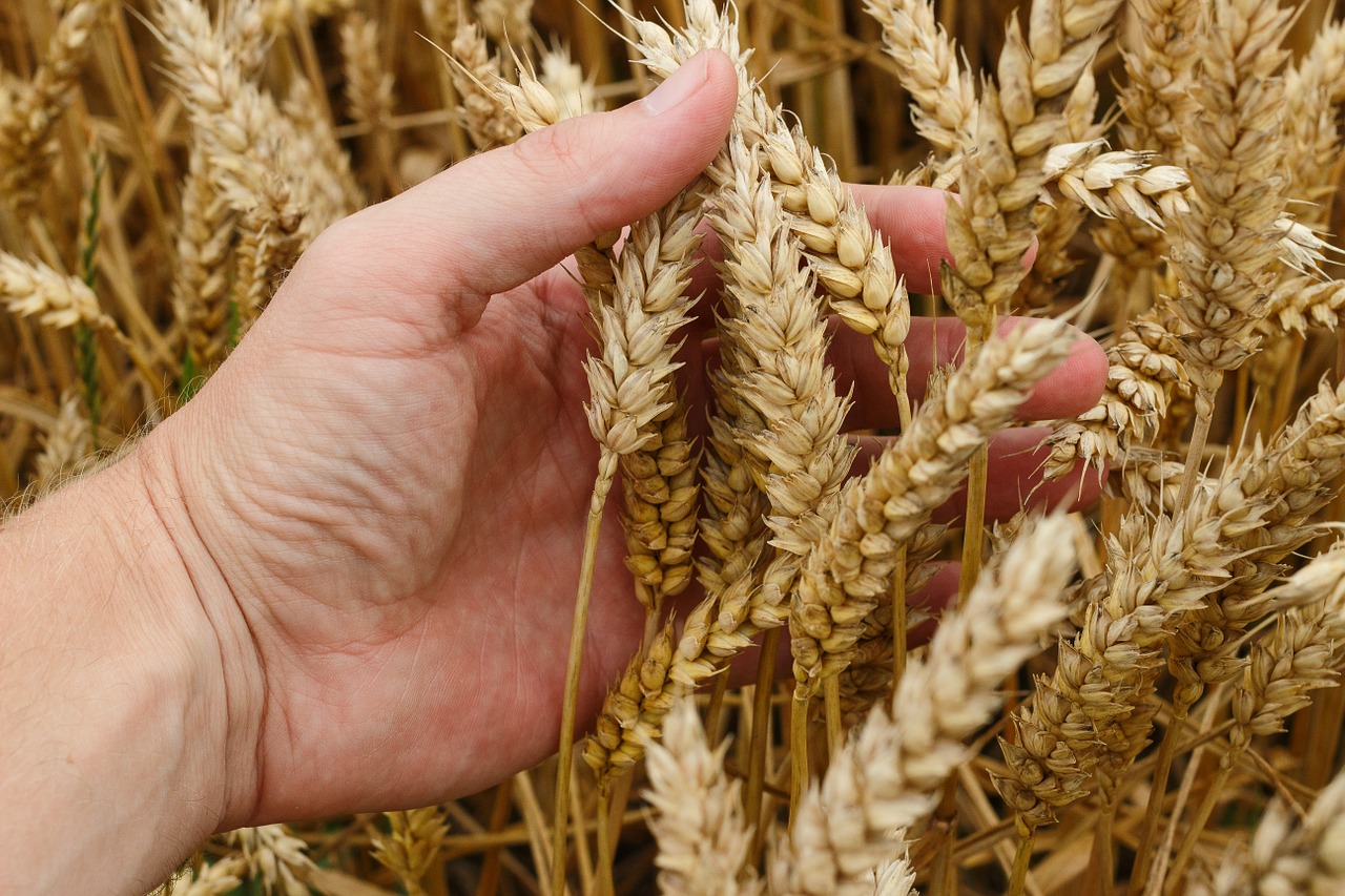 grano coltivazione ecosostenibile suolo