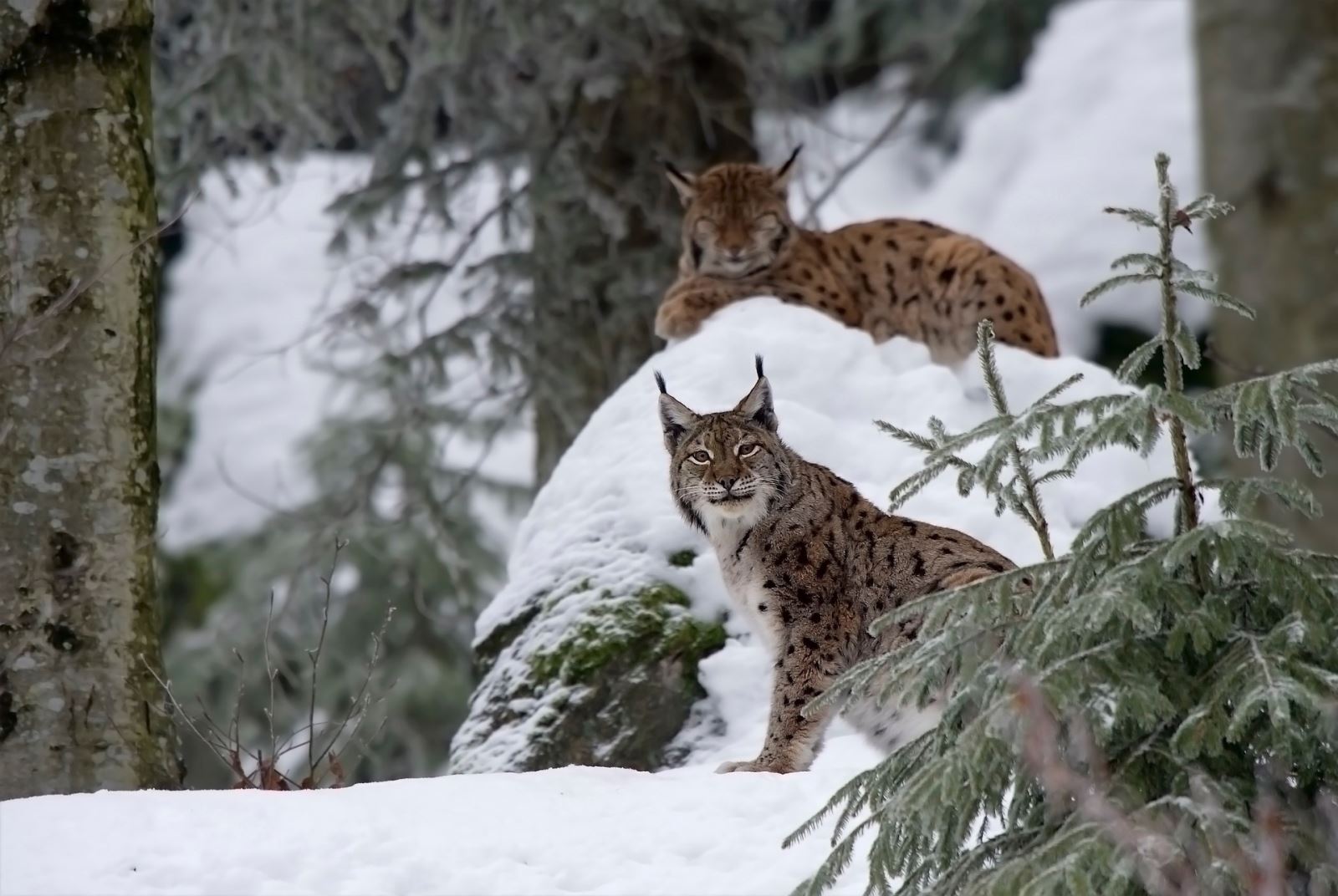 animali a rischio estinzione pericolo biodiversita