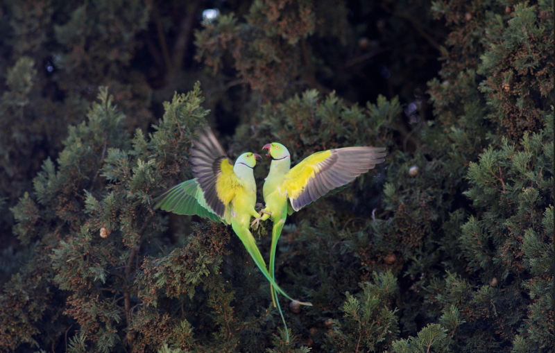 specie aliene contest fotografico 2019 come partecipare