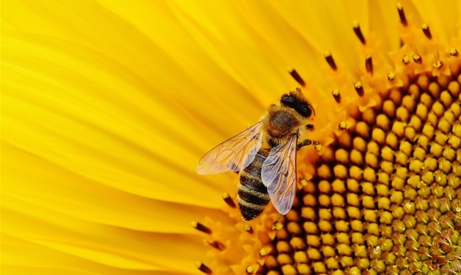 Biodiversità un patrimonio a rischio: in pericolo anche il nostro stesso sistema alimentare