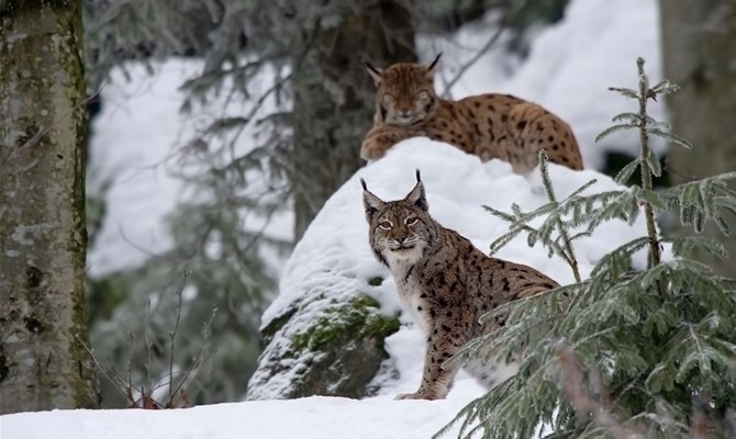 In Italia rischio di estinzione per tantissime specie. La causa? Siamo noi