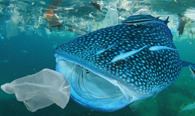 WWF: 100 milioni di tonnellate di rifiuti di plastica dispersi in natura. Non si può continuare così.