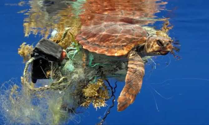 #Marinelitter: più di una tartaruga su due ha ingerito #plastica!